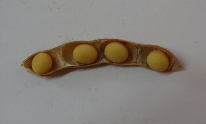 Inédito: científicos rosarinos crearon una variedad de soja con vainas de 4 semillas