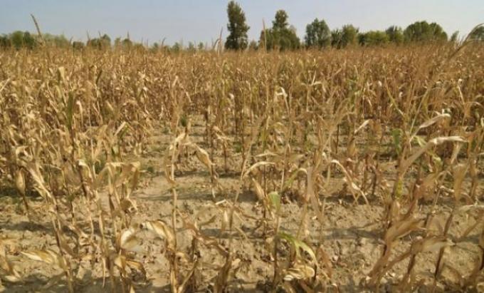 Tras la sequía, para el Gobierno se producirá más maíz que soja.