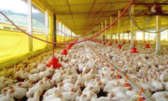 Fuerte recomposición de precios para la avicultura argentina: "Hoy estamos bien"