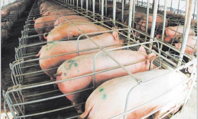 Piden que se prohiba la importación de carne de cerdo de países con enfermedades