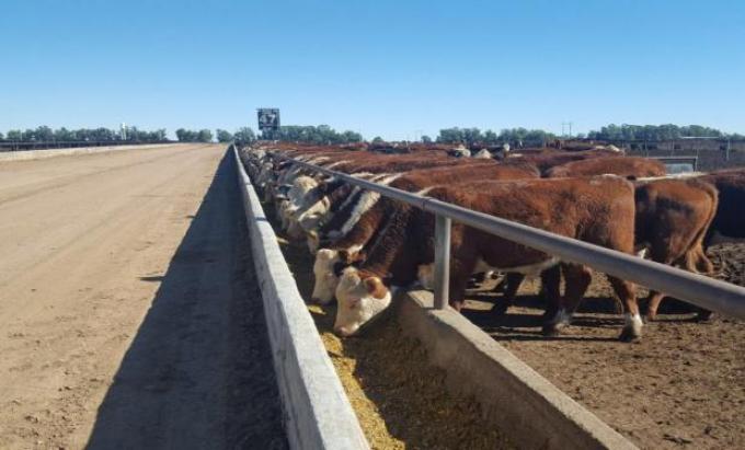Récord de nivel de encierres de hacienda en feedlots