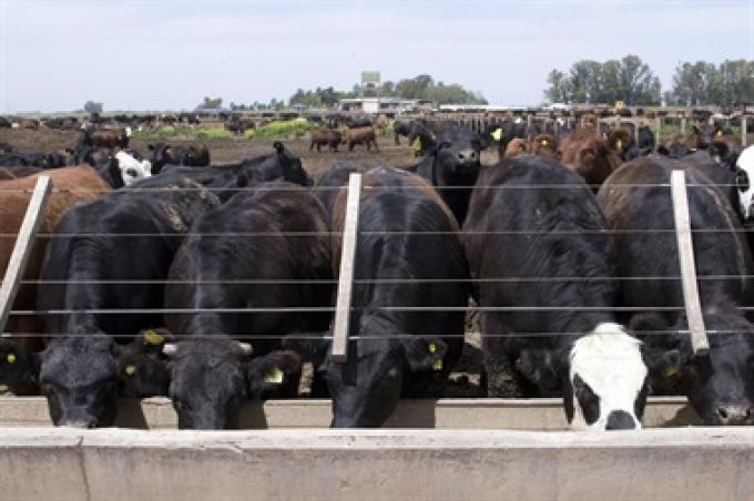 Alerta en los feedlots ante un reclamo de EE.UU. por una cuota de carne.