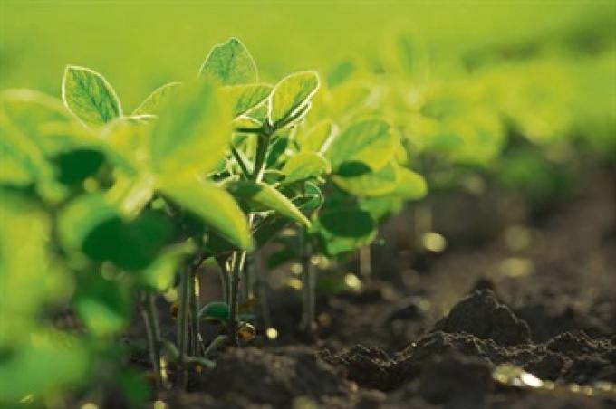Pese a la suba del dólar, no esperan que el campo acelere las ventas de soja.