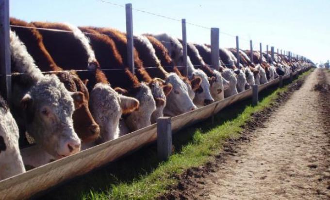 Se vence el plazo para la reinscripción de establecimientos de engorde a corral