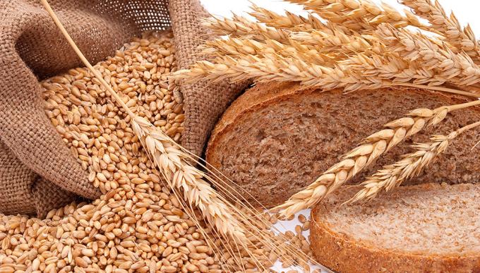Trigo pan: identificaron cultivares que baten el récord de 110 quintales por hectárea