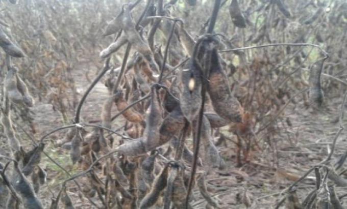 Las lluvias ocasionarían pérdidas de 500 mil toneladas de soja