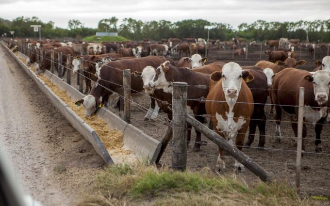 Consignatarios y feedlots sólo podrán gestionar DT-e por medio de plataformas digitales