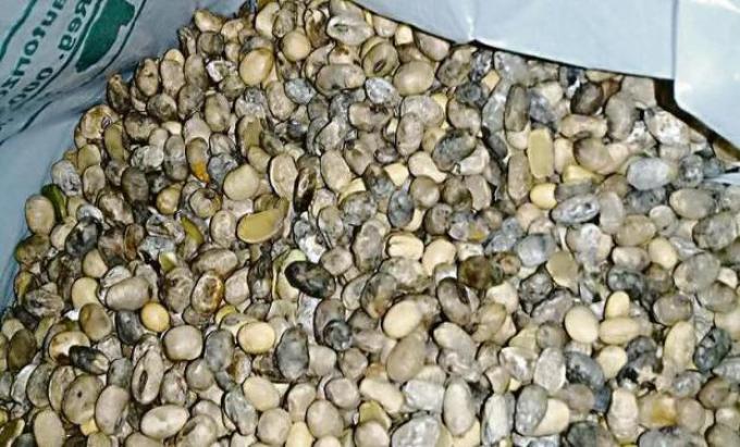Soja: productores advierten por la baja calidad del grano