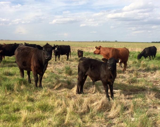 Santa Fe lanzó un plan para tener más terneros.