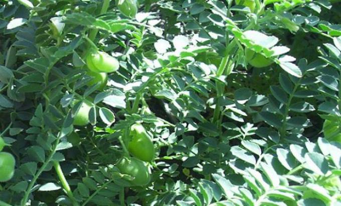 Garbanzos: el desafío de cosechar la estrategia