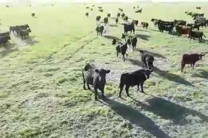 Insólito: lograron arrear las vacas con un dron.