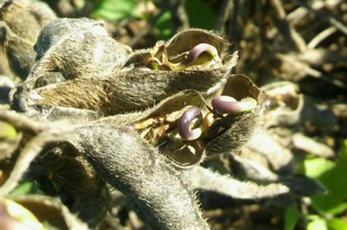 Granos dañados: alimentación animal y riesgos para la salud humana.