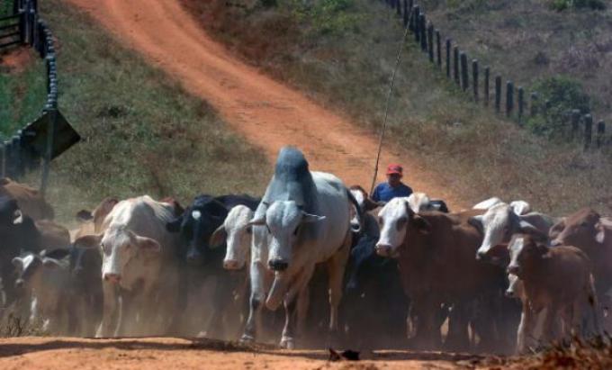 Brasil ratificó su meta de transformarse en un país libre de aftosa sin vacunación