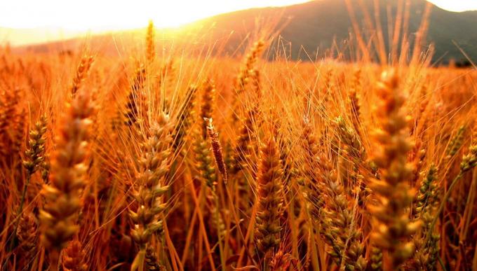 Clima: pronostican una campaña fina dentro promedio histórico de lluvias y temperaturas
