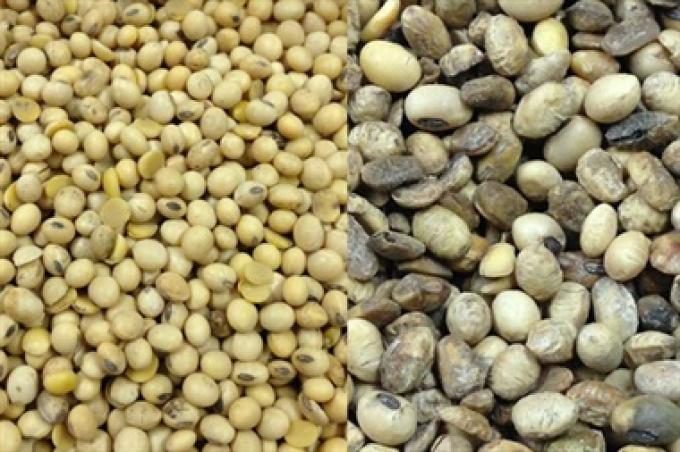 Del productor a las fábricas: cómo impactan los problemas de calidad en la soja.
