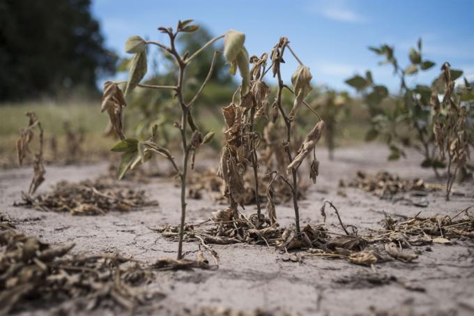 Por la sequía, el campo perdió ingresos por US$7500 millones.