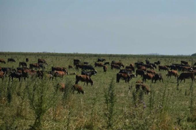 Córdoba: una fundación de ingleses y argentinos hace 100% de producción orgánica.