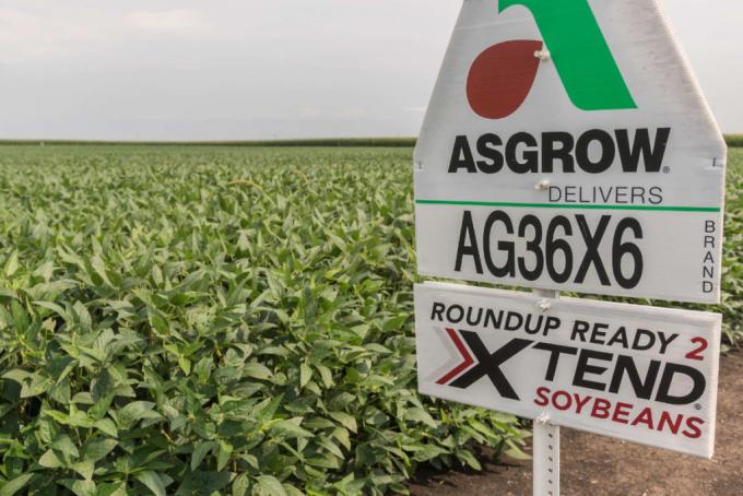 Aprobaron la comercialización de soja tolerante a dicamba para facilitar la importación de poroto proveniente de EE.UU.