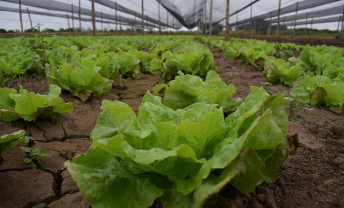 Agricultura periurbana: ¿Por qué es importante planificar?