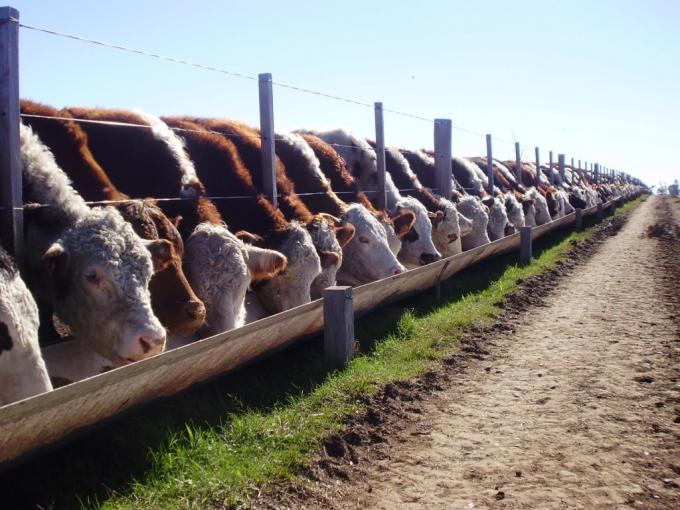 Nuevo récord de encierres de hacienda en feedlots: ojo con confundir ajuste por inflación con suba de precios