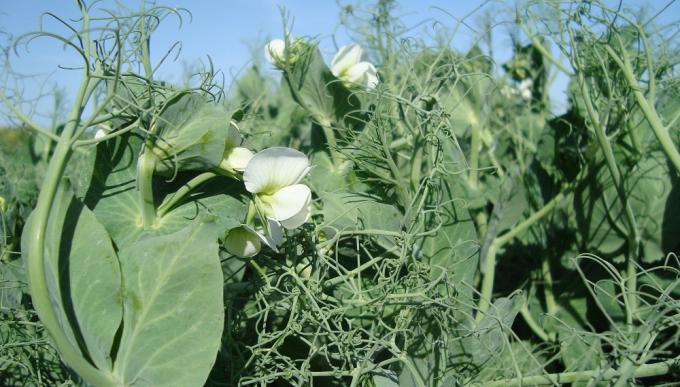 En el “Año del Trigo”, las legumbres compiten por los márgenes de todo el ciclo