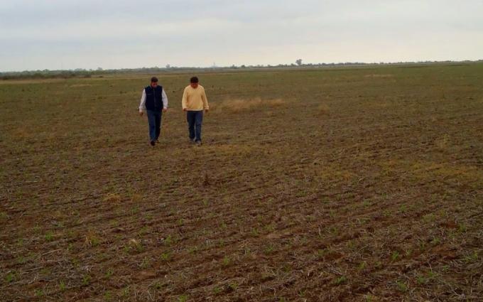 Los propietarios de campos en alquiler son los principales ganadores de la megadevaluación argentina