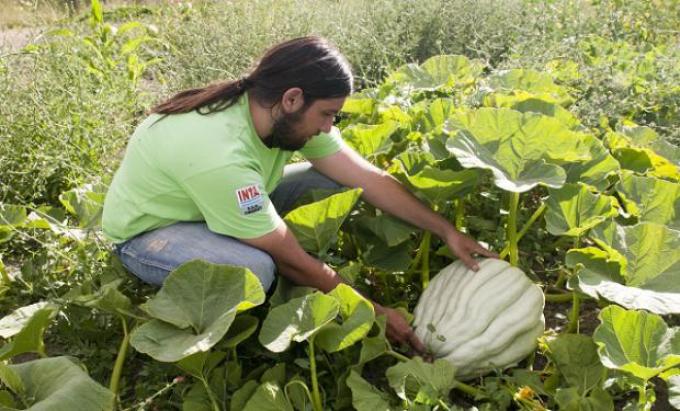 En siembra directa, el zapallo duplica los rindes