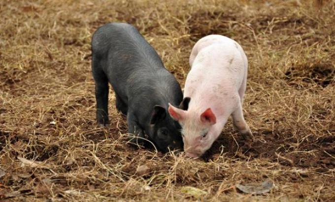 Senador bonaerense insiste en que se prohíba la importación de carne porcina