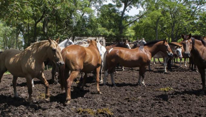 Confirman un caso de un equino enfermo con virus del Oeste del Nilo en Brasil
