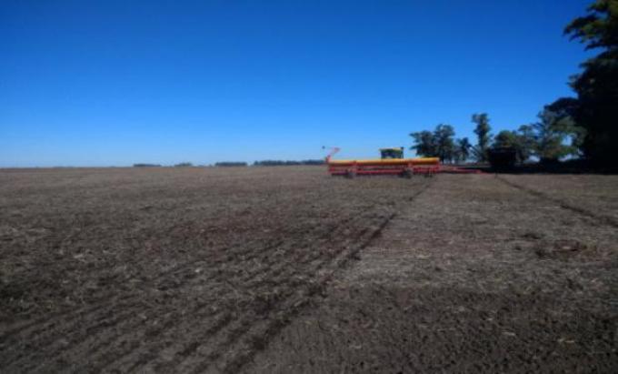 Durante la última semana se implantaron 700 mil hectareas de trigo