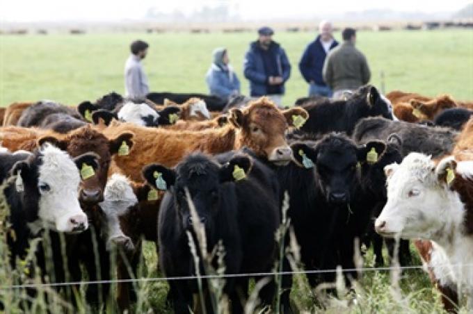 Efecto carne: se generan 10.000 empleos nuevos cada 100.000 toneladas exportadas.