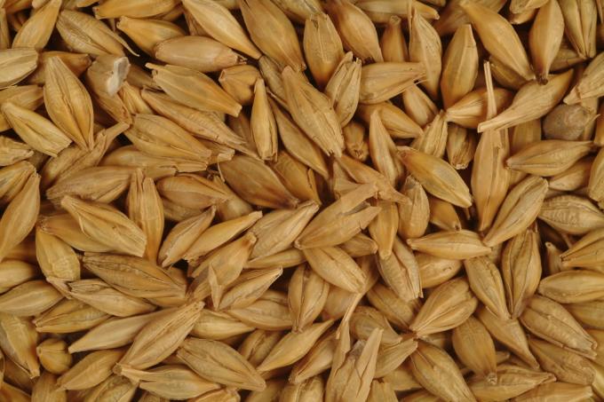 Cebada, una herramienta para la planificación forrajera