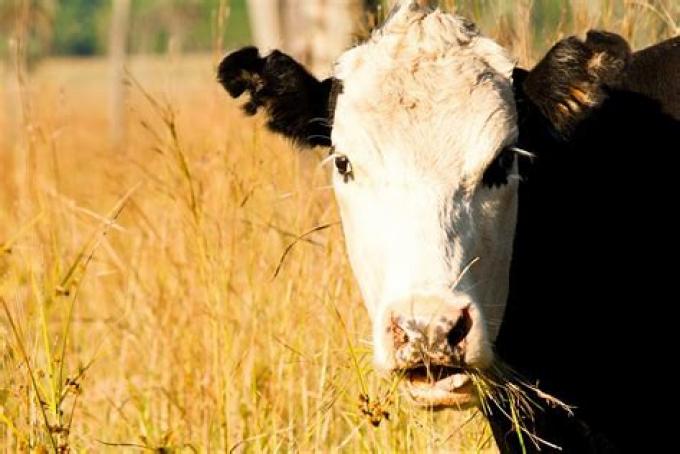 Impacto del precio de la exportación de vacas (manufactura y gorda) sobre el margen bruto de la cría vacuna.