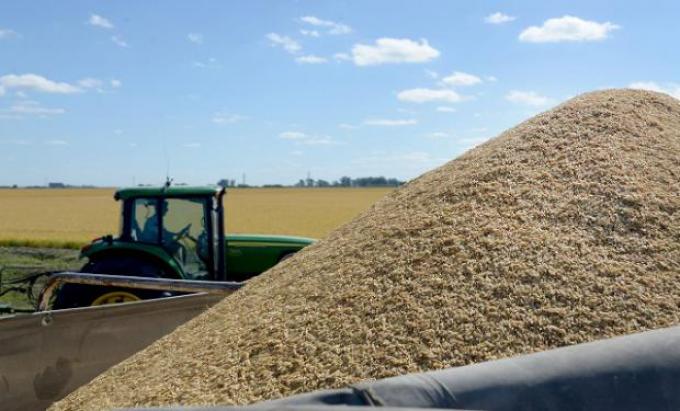 El arroz se suma a la plataforma SIO Granos
