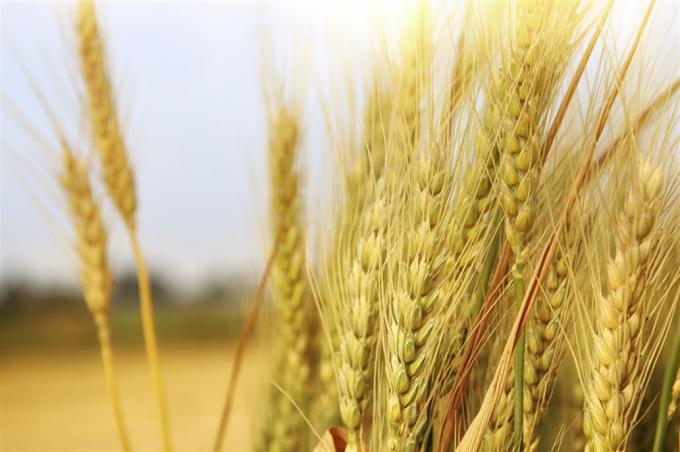 El trigo argentino de la próxima cosecha se cotizó ayer un 20% arriba del nivel vigente un año atrás