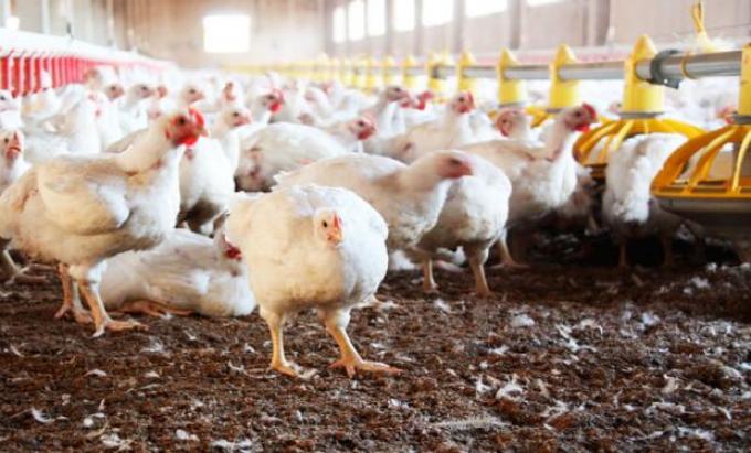 Desarrollan un innovador promotor de crecimiento para aves