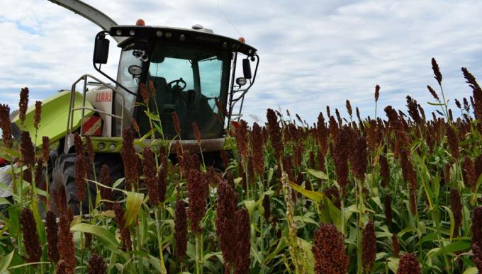 No descartan que Argentina se convierta en exportador de sorgo a China por el conflicto con EE.UU