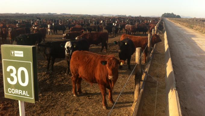 Por la devaluación, el novillo argentino ya es el más barato de la región y se recupera el negocio del feedlot