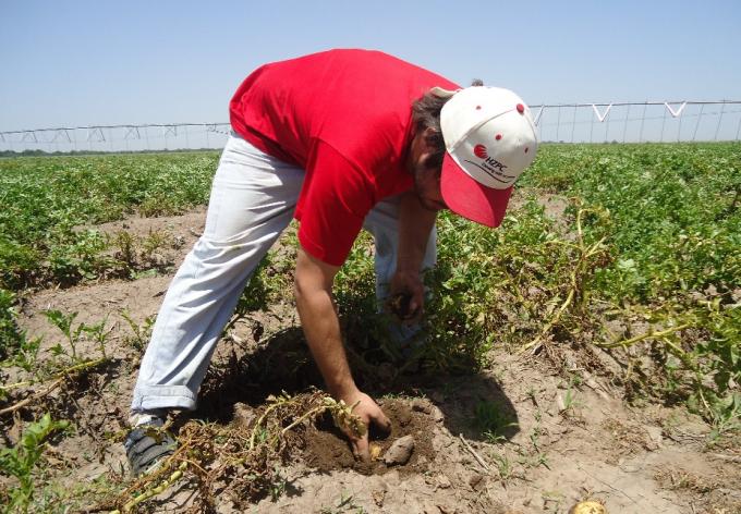 Argentina aprueba el primer cultivo transgénico para consumo humano directo: una papa libre del virus PVY