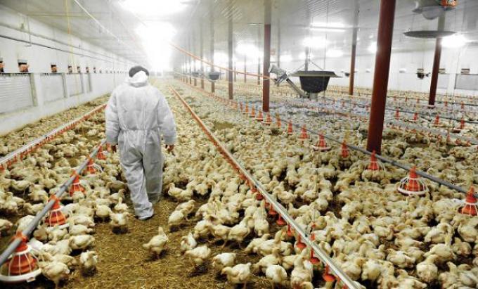 Desmienten la utilización de hormonas en la alimentación de los pollos