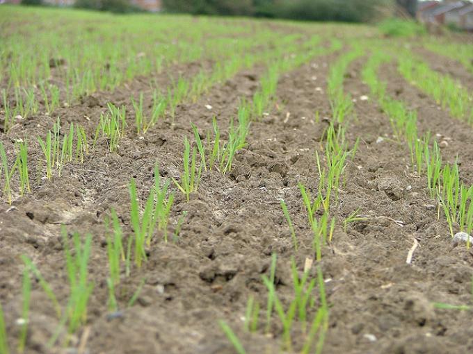 Los exportadores ya cubrieron el 38% del saldo exportable potencial de trigo 2018/19 para llegar cómodos a la cosecha