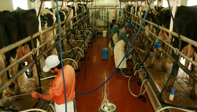 La producción de leche aumentó 8% en julio según Agroindustria