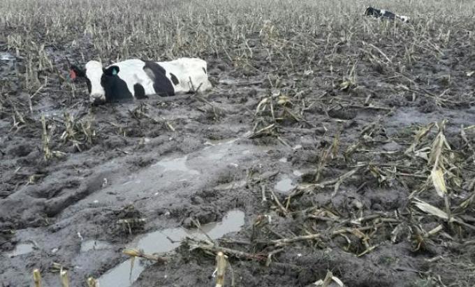 Seguros de índice y márgenes podrían estabilizar la producción láctea