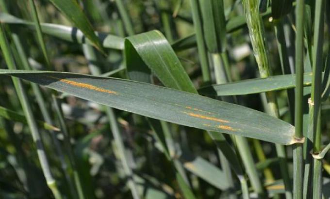 Trigo: hay una fuerte incidencia de mancha amarilla en el sudeste cordobés