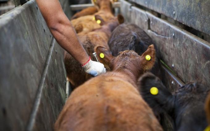 El Senasa permite adelantar la vacunación antiaftosa a los productores que apliquen técnicas con fines reproductivos
