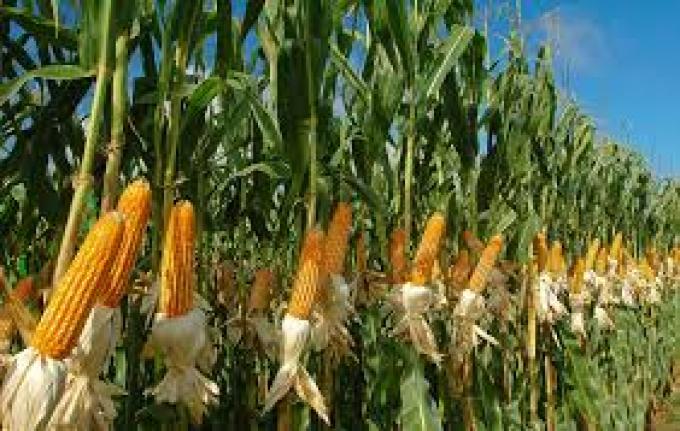 Etapa final para la cosecha de maíz con un rinde medio de 60,1 qq/ha