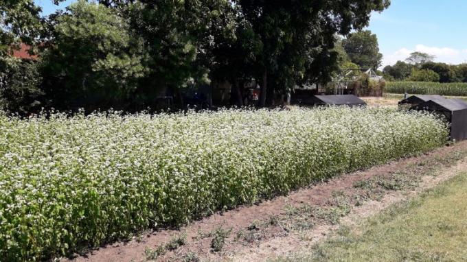 Trigo sarraceno: harina sin gluten y con más rinde