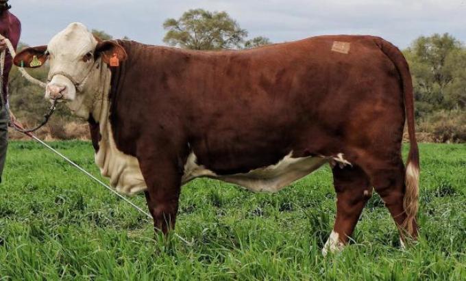 El productor ganadero que logró cerrar un histórico negocio de exportación