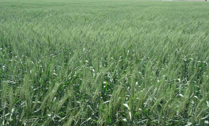 Septiembre comenzó con lluvias beneficiosas para la campaña 2018/2019