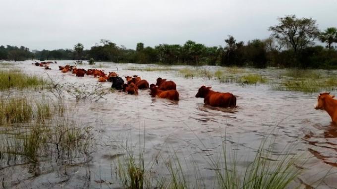 Agroindustria declaró la Emergencia Agropecuaria en Formosa